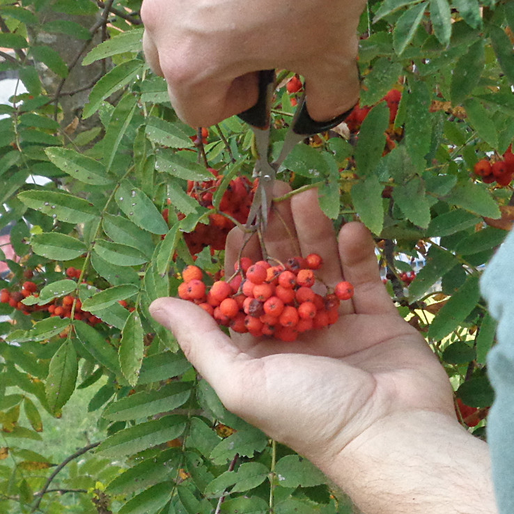 Vogelbeeren ernten